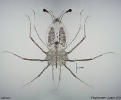 Attēlu rezultāti vaicājumam “Pterostoma palpina larva”