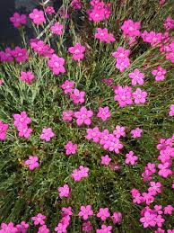 Attēlu rezultāti vaicājumam “Dianthus deltoides flower”