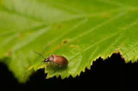 Attēlu rezultāti vaicājumam “Isomira murina”