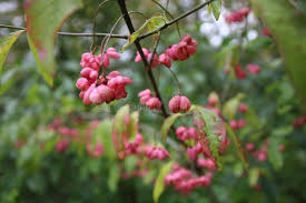 Attēlu rezultāti vaicājumam “Euonymus verrucosus fruit”