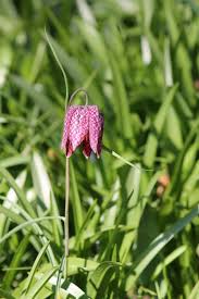 Attēlu rezultāti vaicājumam “Meleagris”