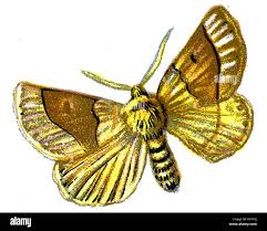 Attēlu rezultāti vaicājumam “Crocallis elinguaria imago”