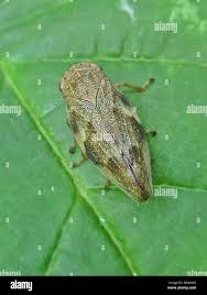 Attēlu rezultāti vaicājumam “Aphrophora alni nymph”