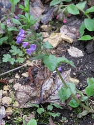Attēlu rezultāti vaicājumam “Pulmonaria obscura leaf”