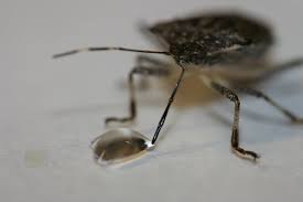 Attēlu rezultāti vaicājumam “Badhamia affinis var. microspora macro”