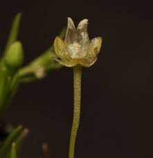 Attēlu rezultāti vaicājumam “Sagina procumbens flower”