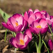Attēlu rezultāti vaicājumam “Crocus tommasinianus flower”