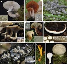 Attēlu rezultāti vaicājumam “Phleogena faginea sessile”