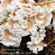 Attēlu rezultāti vaicājumam “Sistotrema confluens”