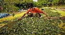 <b>Coca</b> Licensing Is a Weapon in