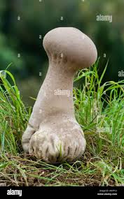 Attēlu rezultāti vaicājumam “Calvatia excipuliformis”