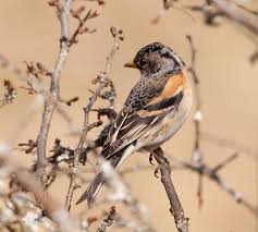 Attēlu rezultāti vaicājumam “Ochlodes sylvanus male”