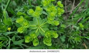 Attēlu rezultāti vaicājumam “Euphorbia helioscopia leaf”