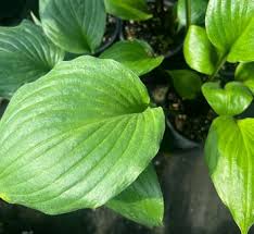 Image result for Hosta Warpaint