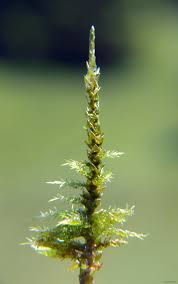 Attēlu rezultāti vaicājumam “Calliergon giganteum”