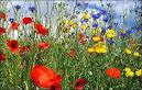 Things We Heart: Random Hearts: Wildflowers in the sun