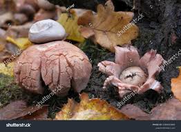 Attēlu rezultāti vaicājumam “Geastrum rufescens”