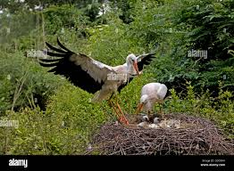 Attēlu rezultāti vaicājumam “Ciconia ciconia juvenile”