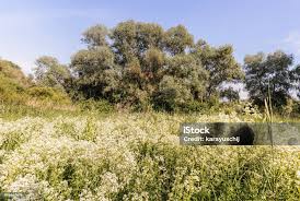 Attēlu rezultāti vaicājumam “Galium boreale flower”