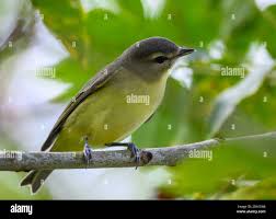 Image result for Vireo philadelphicus