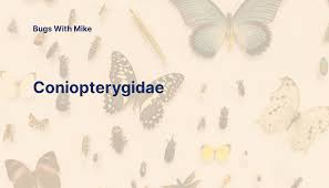 Attēlu rezultāti vaicājumam “Coniopterygidae”