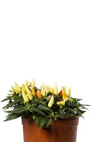 Afbeeldingsresultaat voor chili maya hot pepper hot pepper