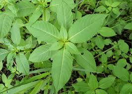 Attēlu rezultāti vaicājumam “Impatiens glandulifera leaf”
