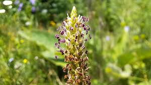 Attēlu rezultāti vaicājumam “Plantago major flower”