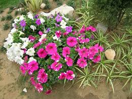 Image result for Petunia hybrida