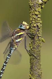 Attēlu rezultāti vaicājumam “Aeshna juncea male”