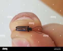 Attēlu rezultāti vaicājumam “Anogcodes melanurus”