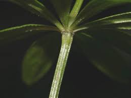 Attēlu rezultāti vaicājumam “Galium odoratum leaf”
