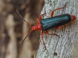 Attēlu rezultāti vaicājumam “Rhamnusium bicolor”