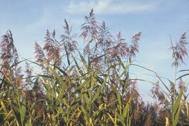 Attēlu rezultāti vaicājumam “Phragmites communis flower”