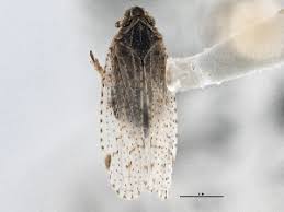 Attēlu rezultāti vaicājumam “Cixius sp.”