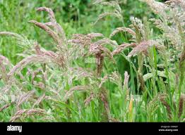 Attēlu rezultāti vaicājumam “Holcus lanatus  fruit”