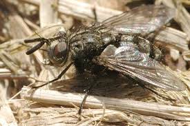 Attēlu rezultāti vaicājumam “Hydrelia sylvata”