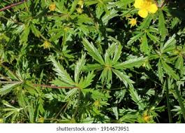 Attēlu rezultāti vaicājumam “Potentilla erecta leaf”