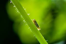 Attēlu rezultāti vaicājumam “Cicadella viridis female”