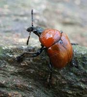 Attēlu rezultāti vaicājumam “Attelabus nitens”
