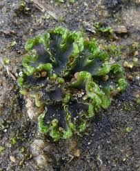 Attēlu rezultāti vaicājumam “Blasia pusilla sporophyte”