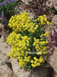 Image result for Alyssum saxatile