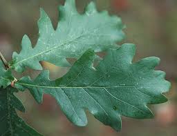 Attēlu rezultāti vaicājumam “Quercus robur”