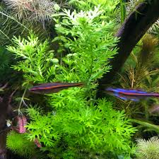 Attēlu rezultāti vaicājumam “Hottonia palustris”