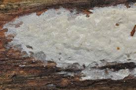 Attēlu rezultāti vaicājumam “Antrodia crassa”