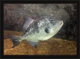 Image result for Balistes capriscus