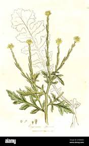 Attēlu rezultāti vaicājumam “Sisymbrium volgense”