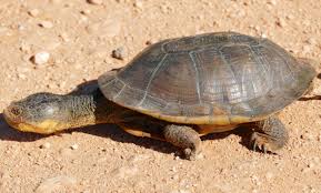 Attēlu rezultāti vaicājumam “Comatricha pulchella macro”