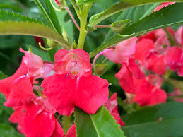 Image result for Impatiens balsamina