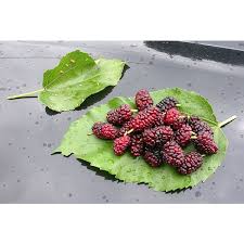 Attēlu rezultāti vaicājumam “Morus alba”